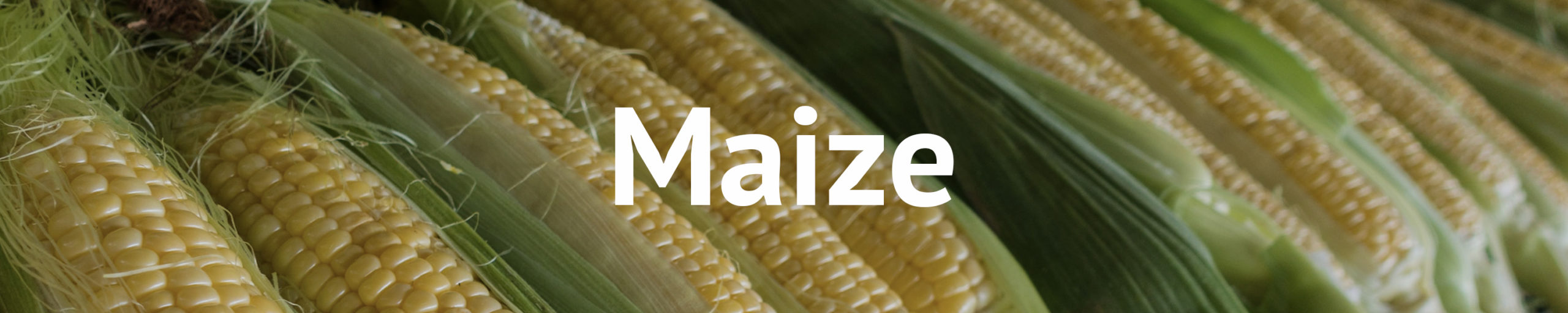Maize Banner