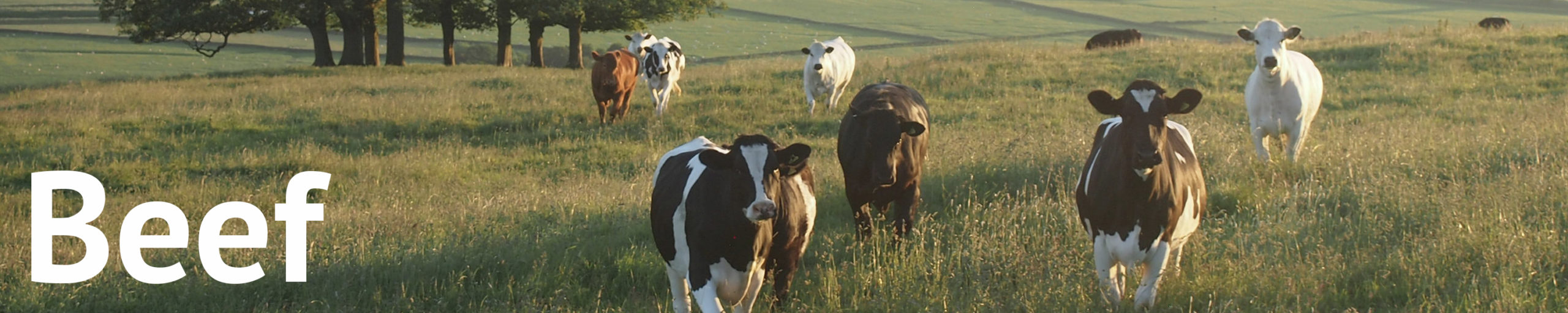 A group of cows stand in a field, staring at the cameraperson.