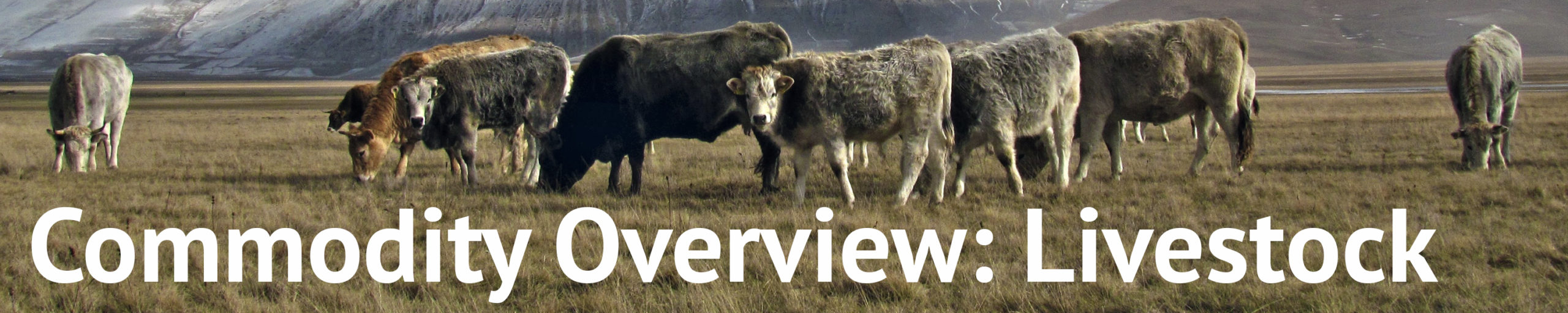 A group of cows in a field.