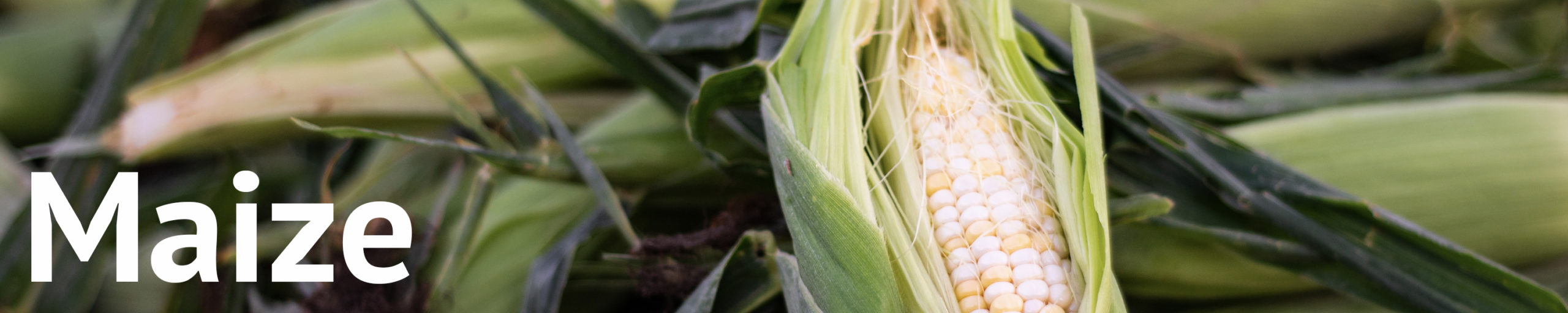 Banner image of maize.