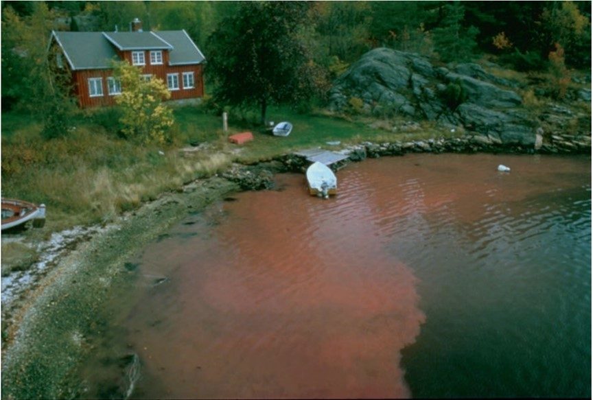 An image of a Dinophysis bloom in Norway coastal waters. 